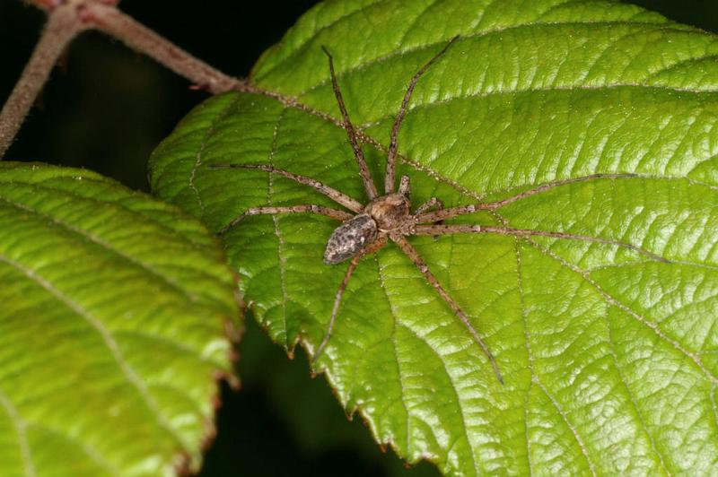 Philodromus_aureolus_D4980_Z_88_Les Gris_Frankrijk.jpg